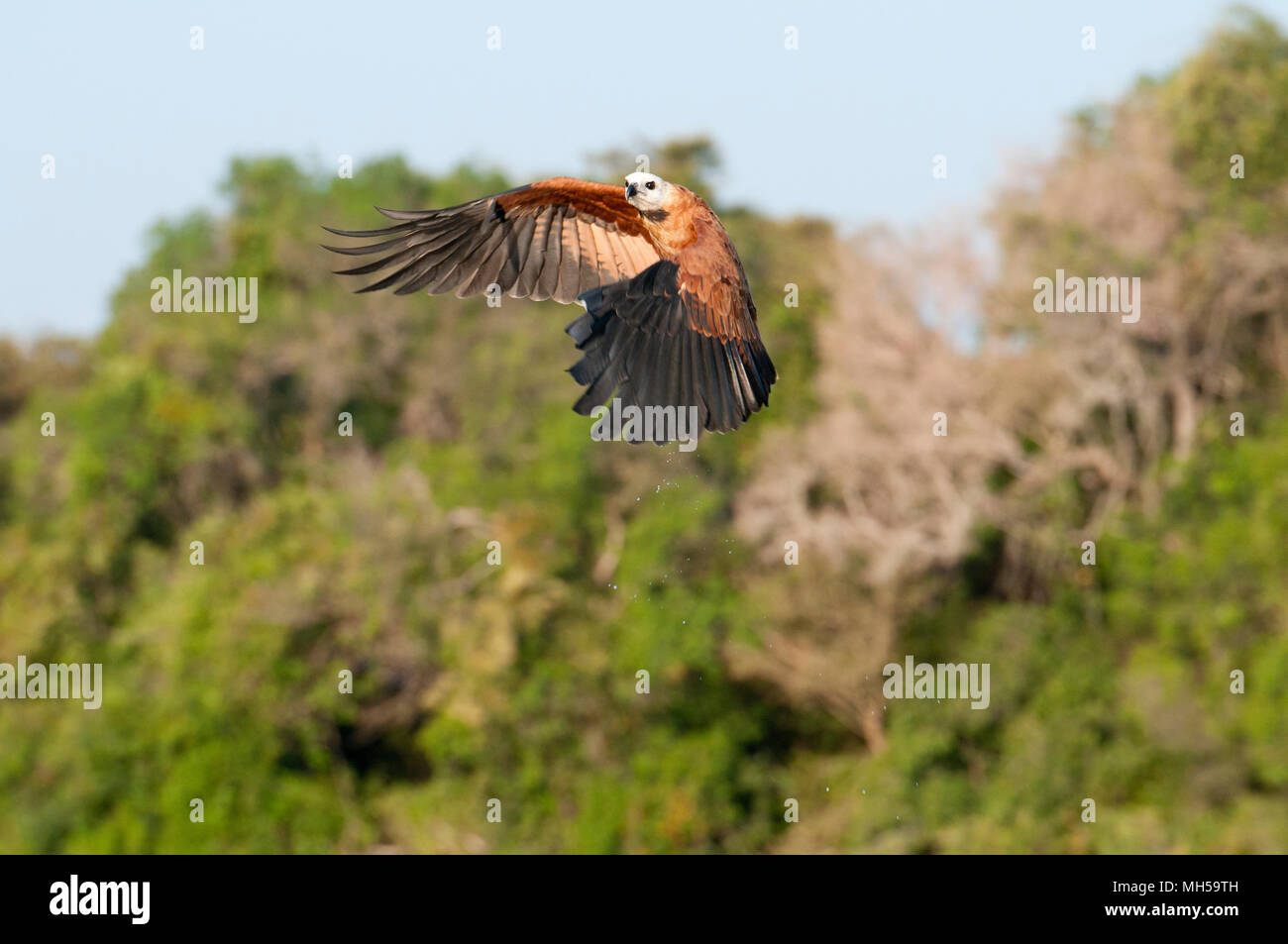 Black-collared Hawk (Busarellus nigracollis) im Flug im Pantanal im südlichen Brasilien Stockfoto