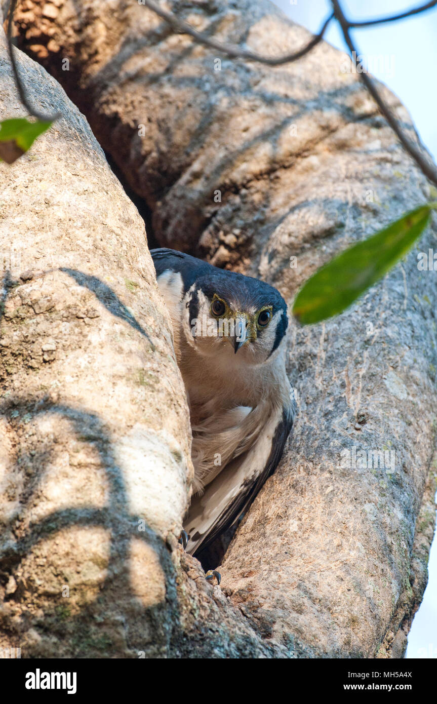 Collared Forest-Falcon in seinem Nest Hohlraum im Pantanal in Brasilien Stockfoto