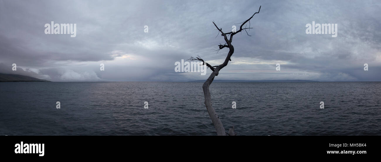 Große gefallenen Baum verzweigen sich poiting auf das Meer und den Himmel mit Boot und Schiffe in der Ferne panaramic Stockfoto