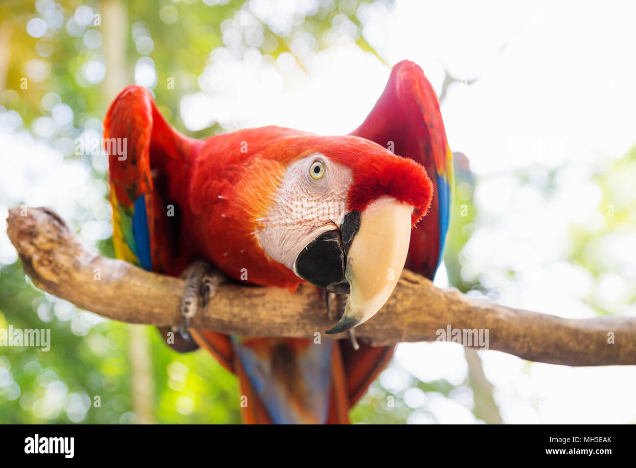 Scarlett Macaw vogel papagei schaut neugierig in Macaw Mountain, Copan Ruinas, Honduras, Mittelamerika Stockfoto
