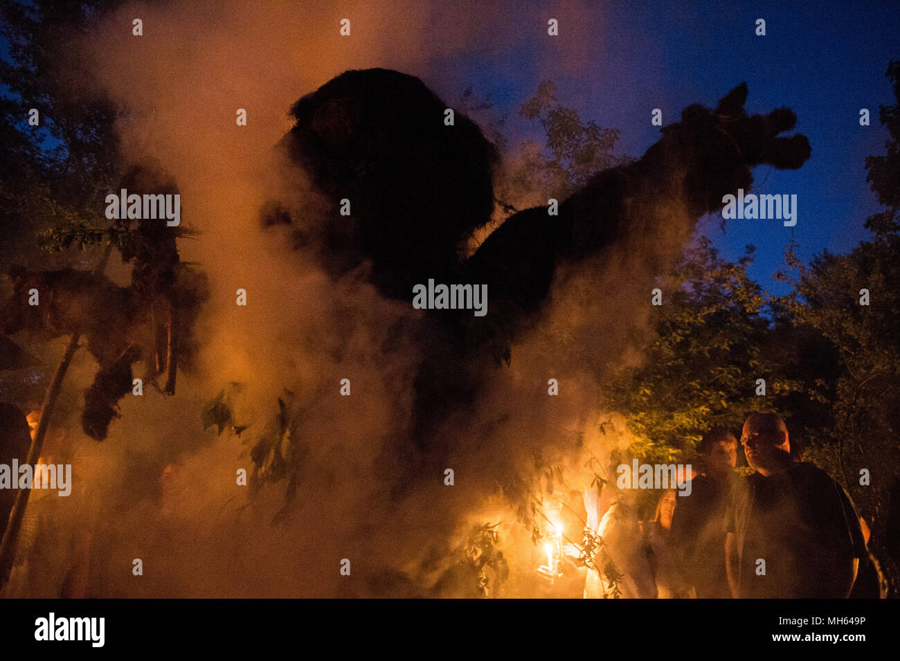 Die Teilnehmer in Brand gesetzt. eine Statue aus Salix während der beltane Fest der Feuer neben Krakau Damm in Krakau. Die Beltane Fire Festival ist eine jährliche Partizipative Kunst Event in der Nacht vom 30. April Anfang des Sommers zu markieren. Stockfoto