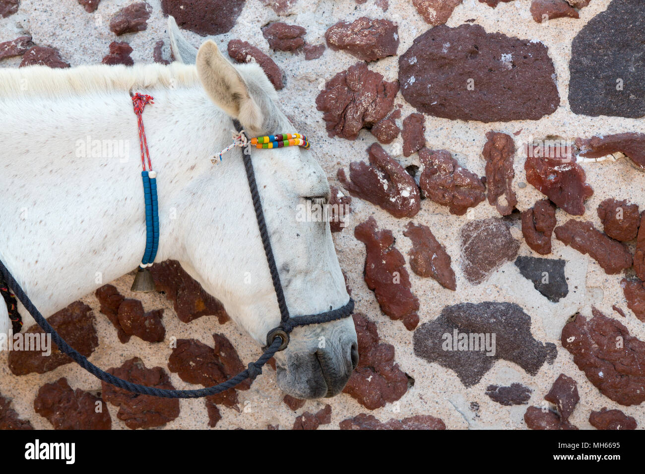 Die Esel auf der Insel Santorin, Griechenland Stockfoto