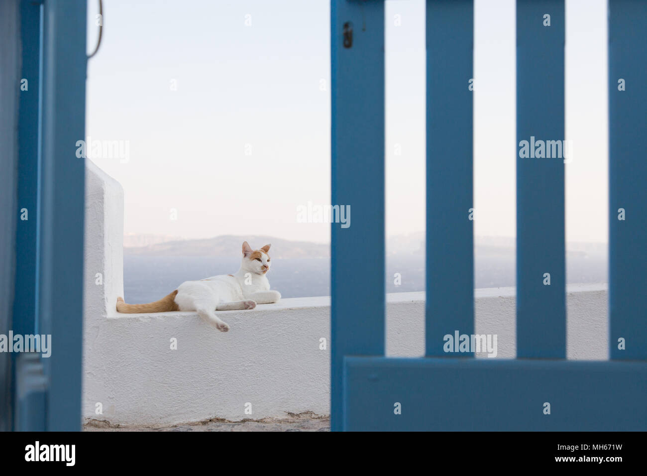 Cat Faulenzen auf der weiß getünchten Wand auf der griechischen Insel Stockfoto