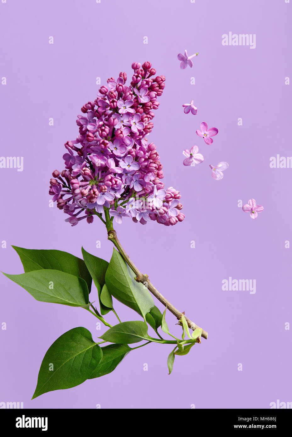 Lila Blüten auf lila Hintergrund. Stockfoto