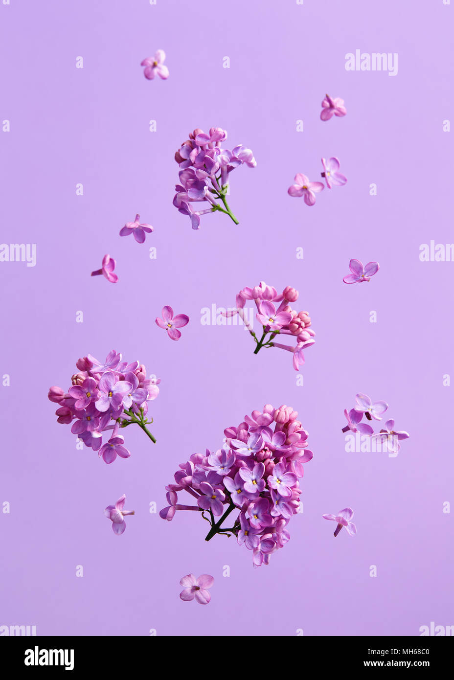 Lila Blüten auf lila Hintergrund. Stockfoto