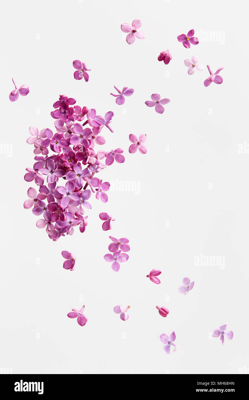 Lila Blüten auf weißem Hintergrund. Stockfoto