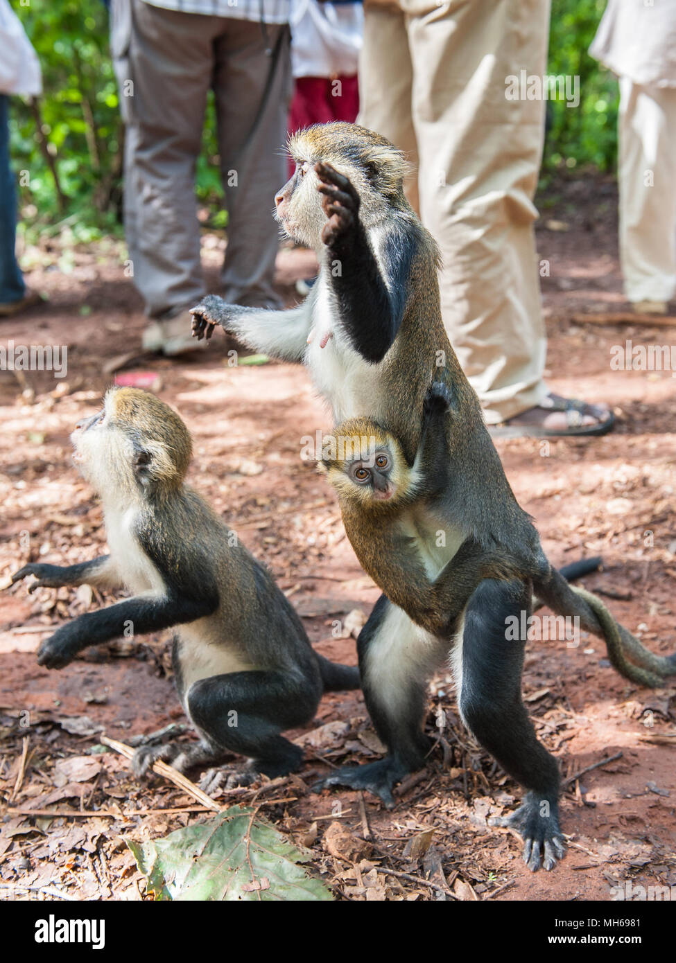 Cercopithecus Mona, ghanaische Affe springt für die Lebensmittelindustrie Stockfoto