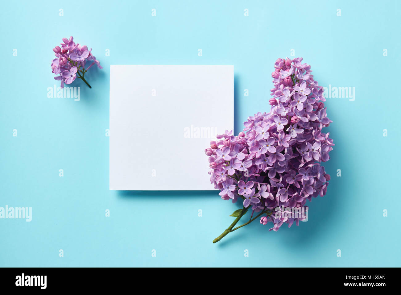 Zweige lila Flieder mit Papier Karte Hinweis auf hellblauem Hintergrund. Kopieren Sie Platz. Stockfoto