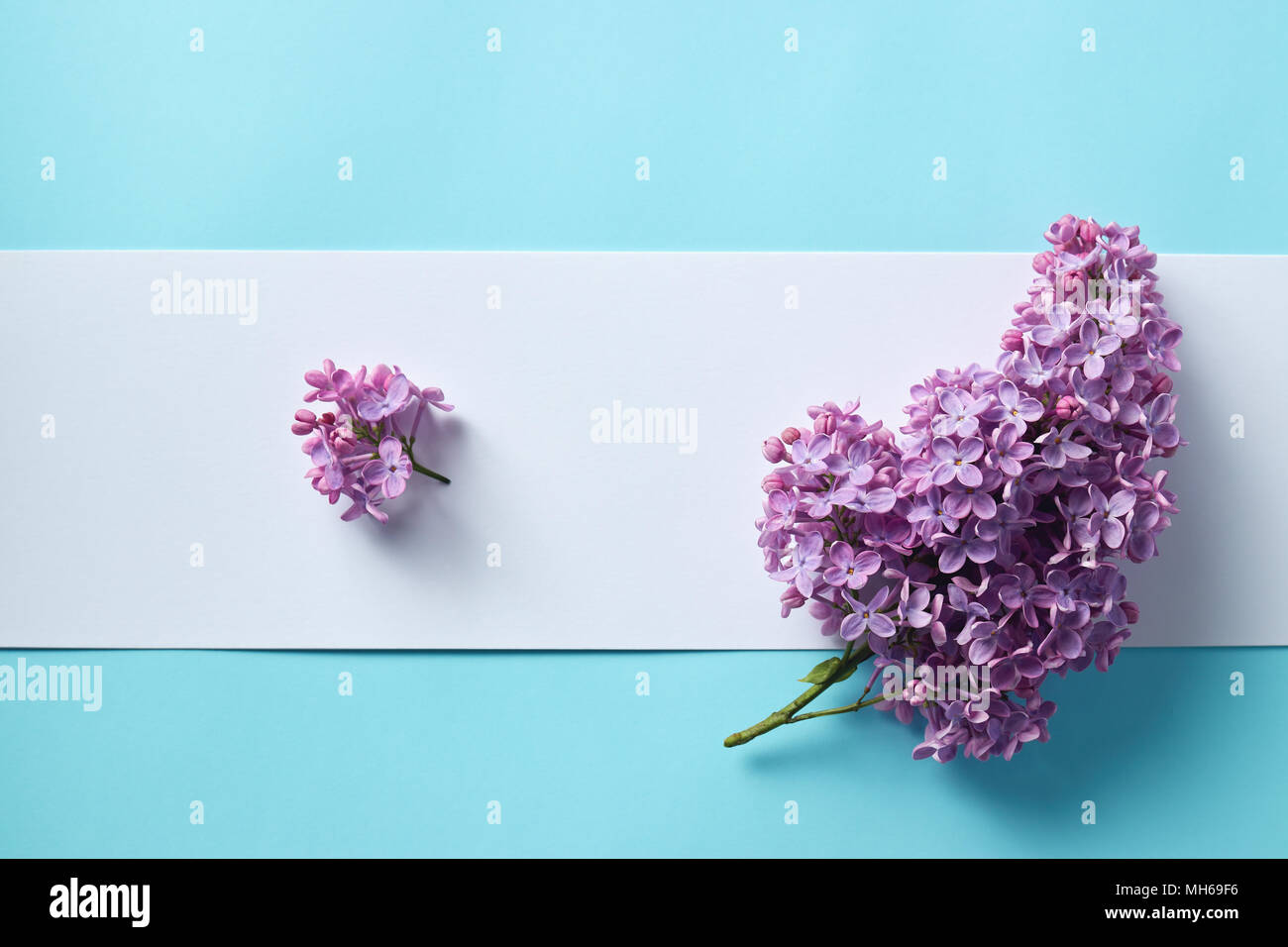 Zweige lila Flieder mit Papier Karte Hinweis auf hellblauem Hintergrund. Kopieren Sie Platz. Stockfoto