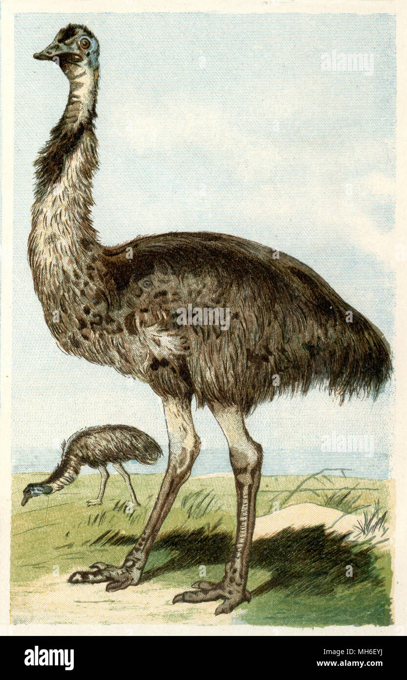 Emu Dromaius novaehollandiae < > 1884 1884 Stockfoto