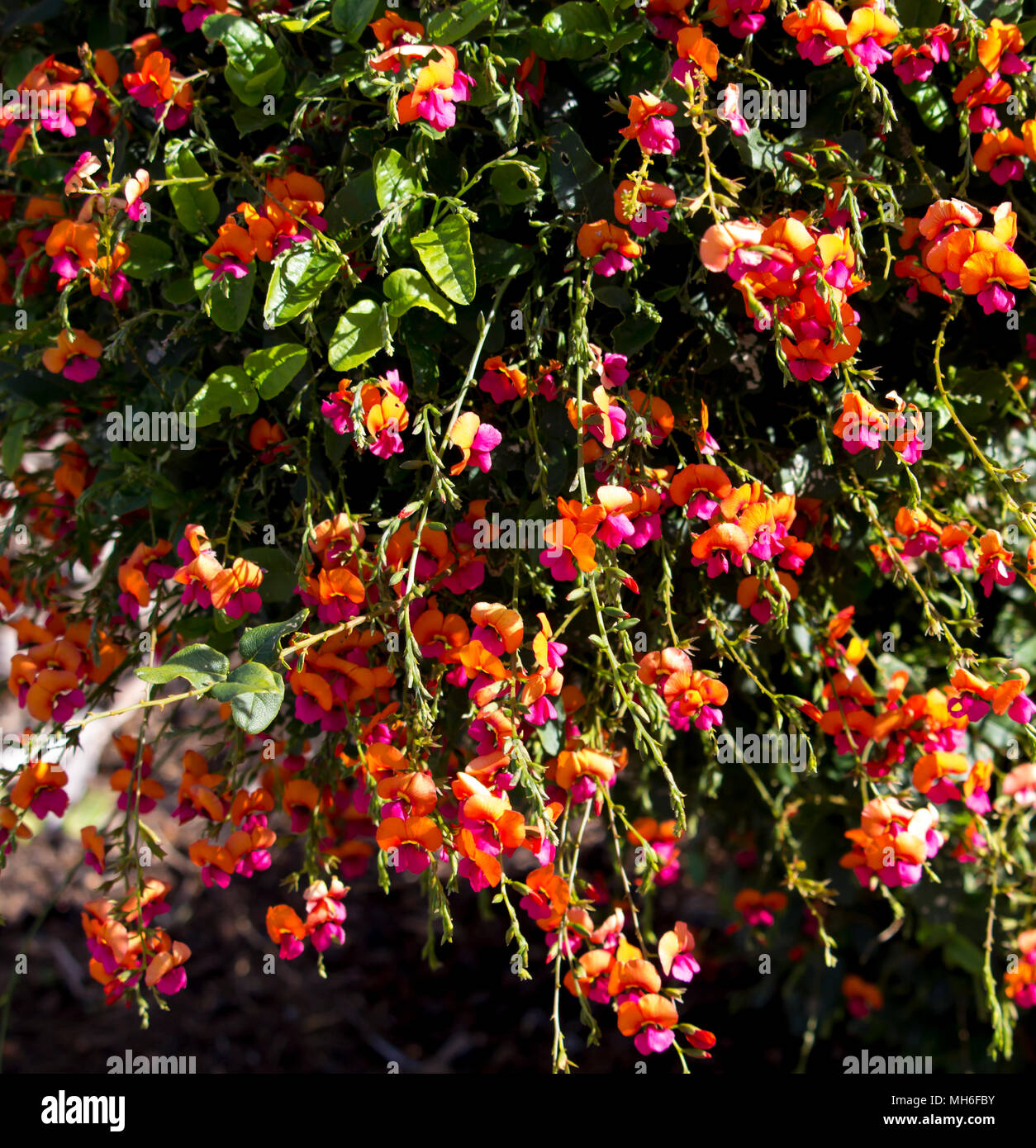 Cordatum Chorizema, Herz - Blatt Flamme Erbsen eine blühende Pflanze der pea Familie, in der kiesigen oder lehmigen Böden in Eukalyptuswäldern, Western Australien. Stockfoto