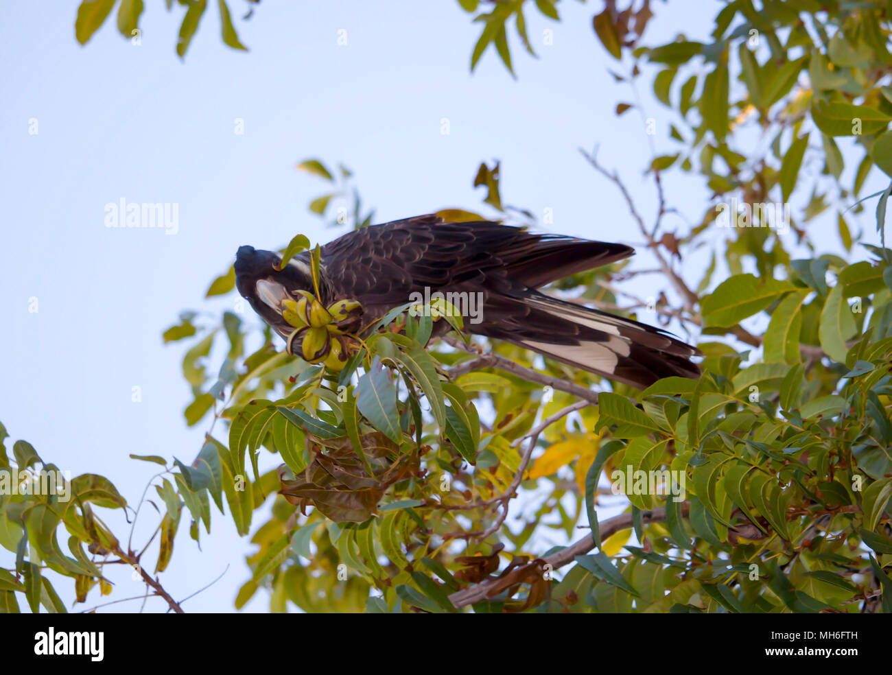 Die gefährdeten Carnaby Black Cockatoo thront in einem Baum picken an Blätter an einem sonnigen Nachmittag im späten Herbst Farbe hinzufügen andie West Australian Bush. Stockfoto