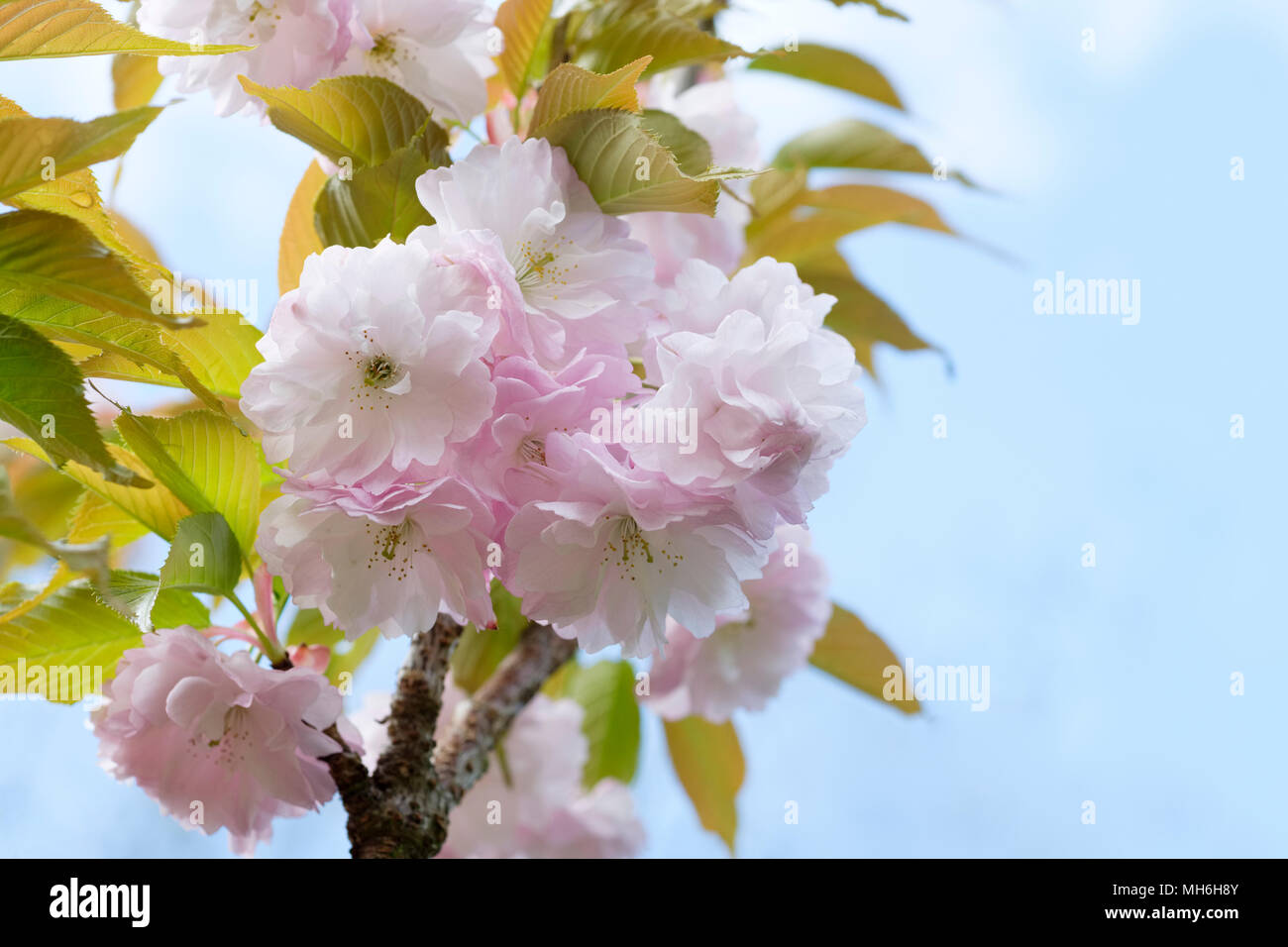 Nahaufnahme der Rosaceae, Prunus 'Imose', Blüte Kirschblüte im Frühjahr (April) Stockfoto