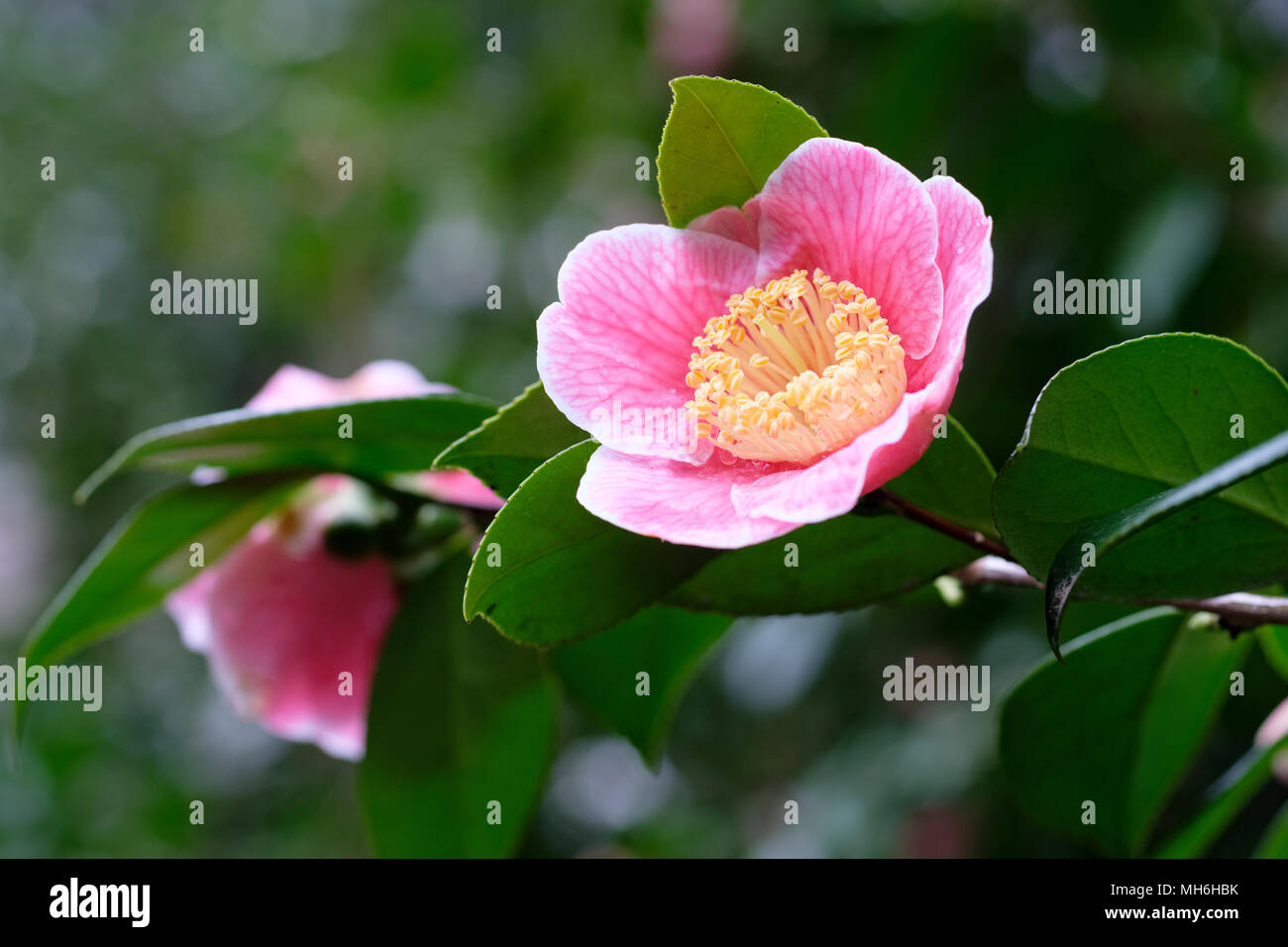 Close-up von Camellia japonica 'Adeline Pratt 'Blume, April Stockfoto