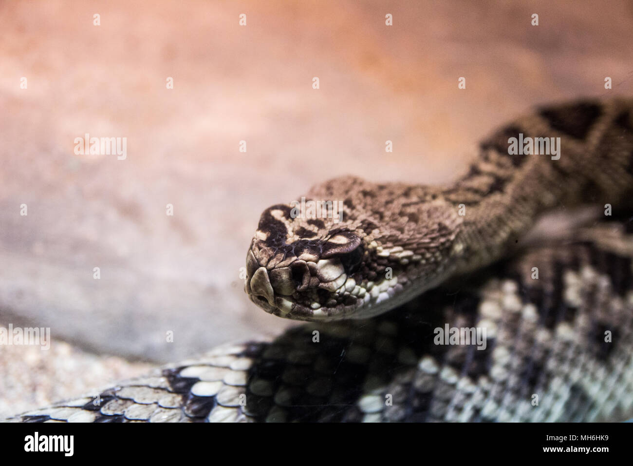 Grosse Schlange auf ein Völker aus seinen Platz im Zoo. Stockfoto