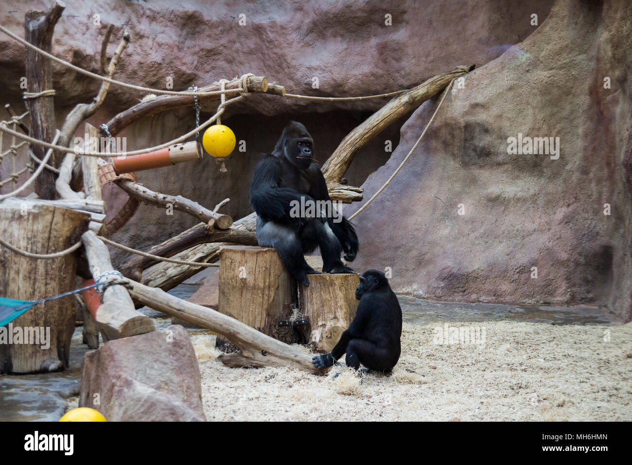 Eine große männliche schwarze Gorilla sitzen wie ein Chef in eine starke Position im Zoo. Stockfoto