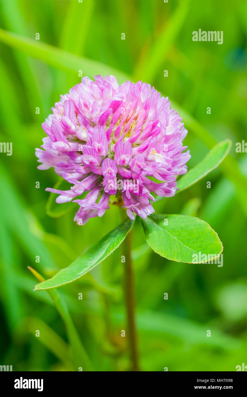 Rotklee (Trifolium pratense) in einer Wiese Stockfoto