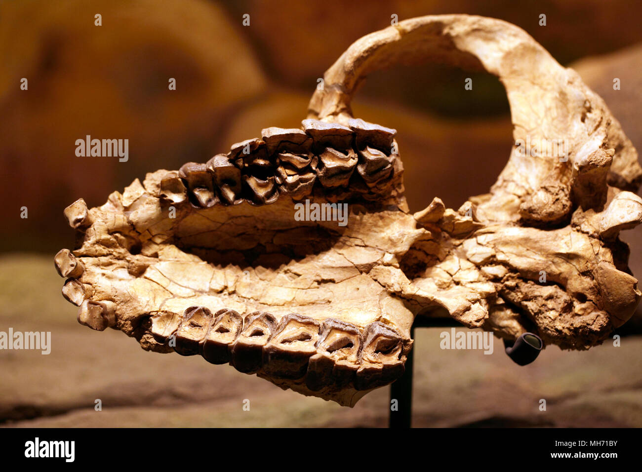 Pyrotherium Zähne. ausgestorbenen Gattung der Südamerikanischen Ungulate oder Esel fossil. Schädel. Stockfoto
