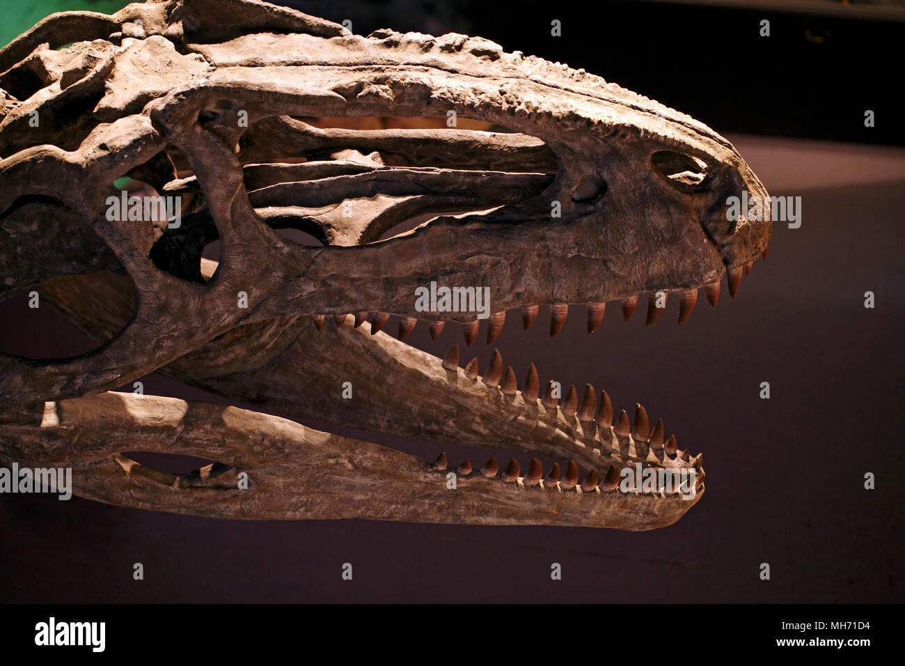 Giganotosaurus carolinii, riesigen südlichen Eidechse. Kopf und Zähne. fossilen Schädel. Größte Raubtier der Welt. Stockfoto