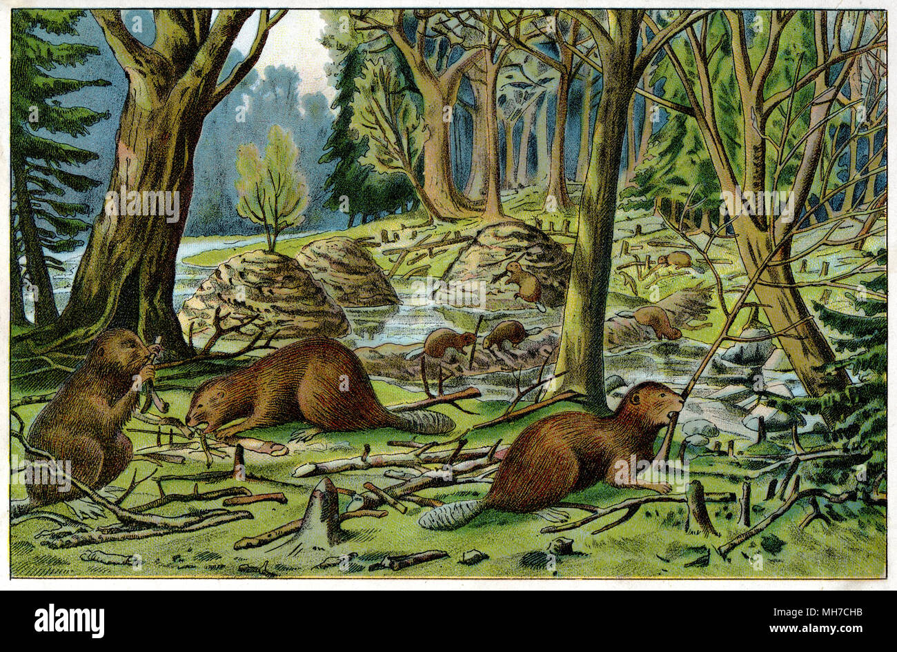 Eurasischen Biber oder europäischer Biber <Castor fiber > Biber bauen Dämme, 1889 Stockfoto