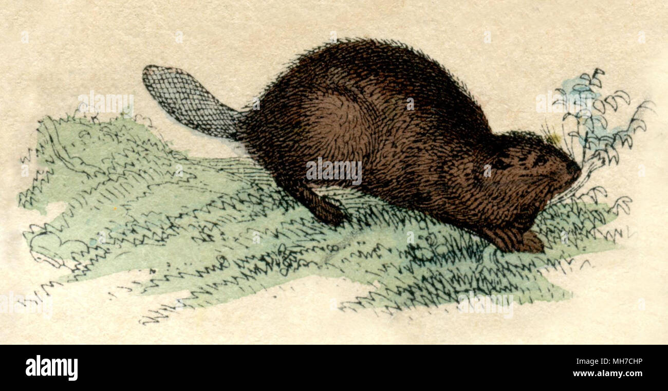 Eurasischen Biber oder europäischer Biber <Castor fiber > 1861 Stockfoto