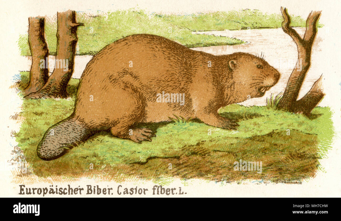 Eurasischen Biber oder europäischer Biber <Castor fiber > 1884 1884 Stockfoto