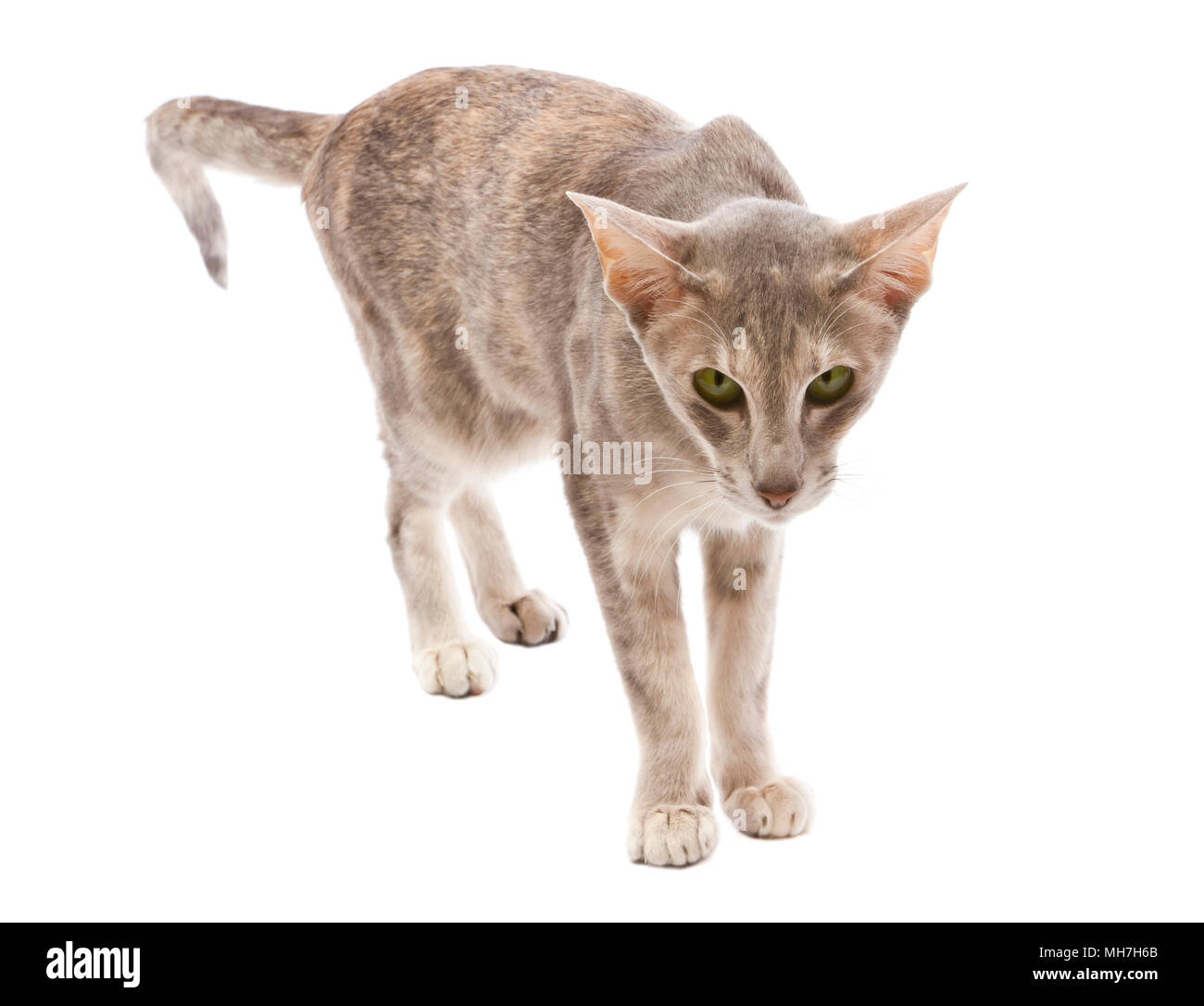 Grau tabby Orientalisch Kurzhaar Katze auf weißem Hintergrund neugierig Stockfoto