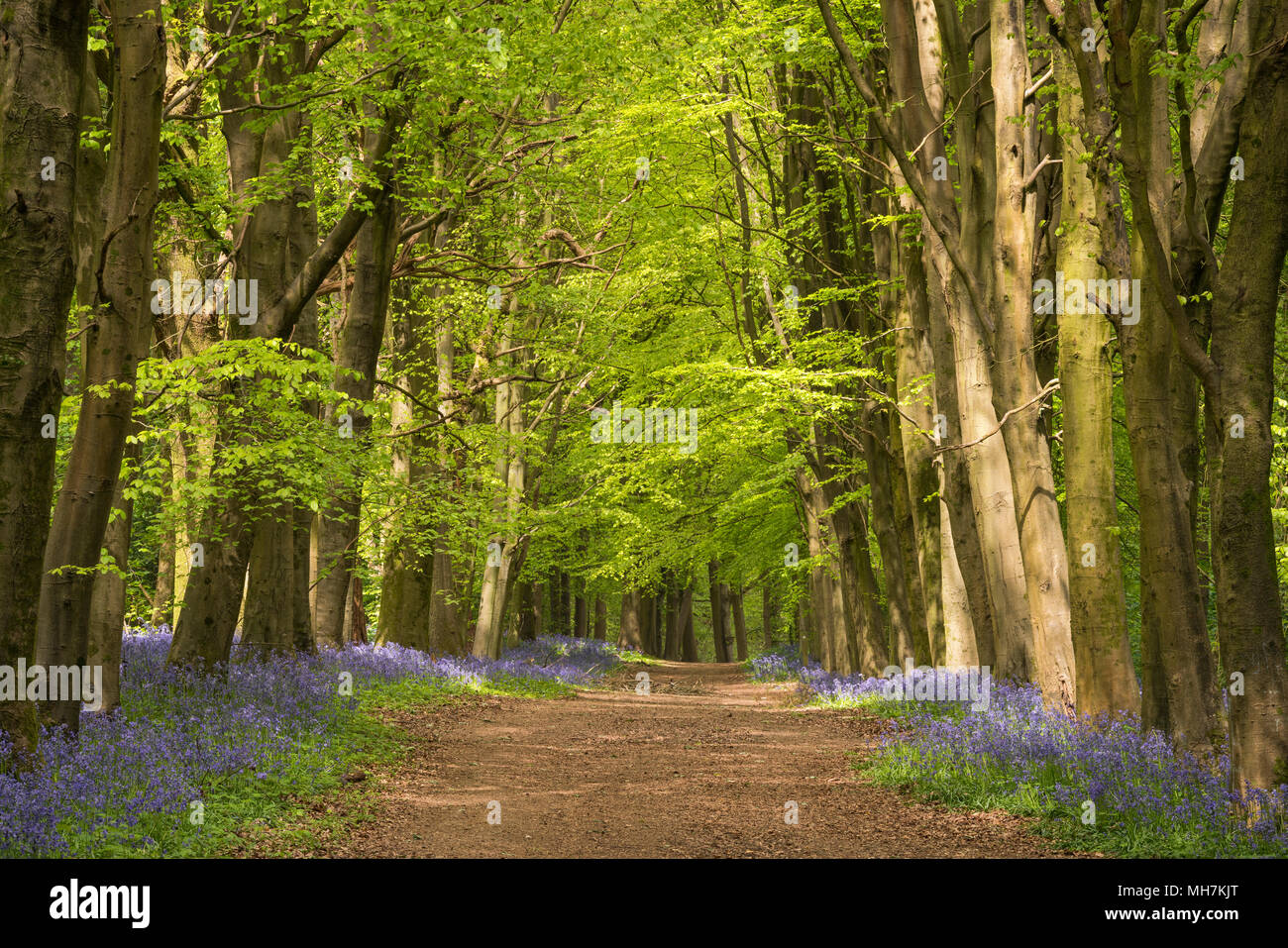 Ein Hampshire Avenue durch Buche gesäumt von Bäumen mit Muttersprache Englisch Bluebells (Hyacinthoides non-scripta) an einem sonnigen Morgen im Mai. Stockfoto