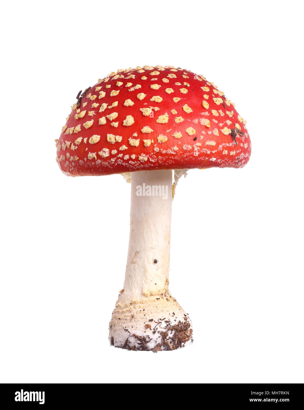 Fly agaric (Amanita muscaria) auf weißem Hintergrund. Stockfoto