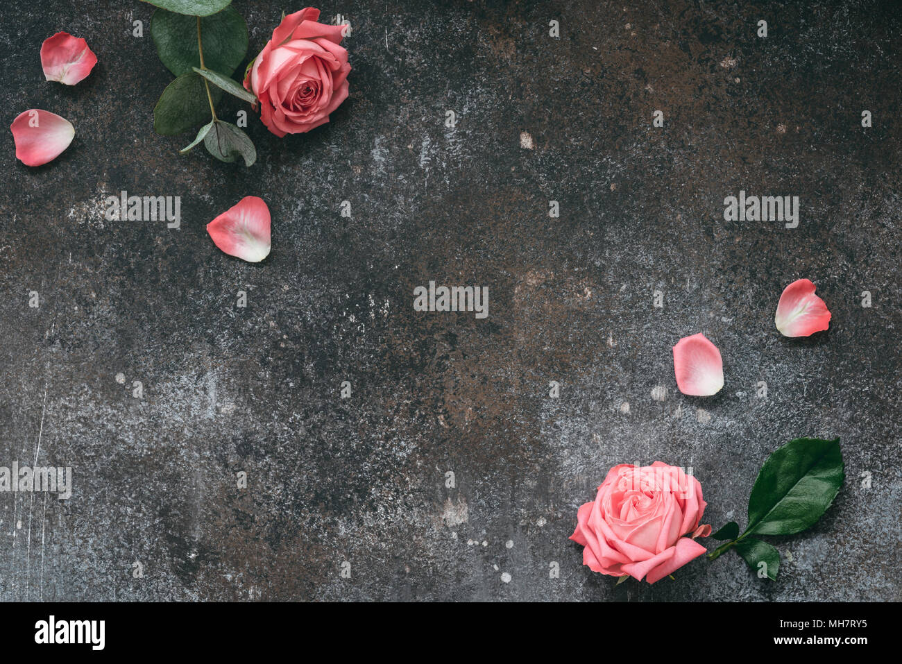 Rusty vintage Hintergrund mit rosa Rosen. Rahmen mit Rosen. Flach oder's Holiday Hintergrund mit Platz für Text kopieren Stockfoto