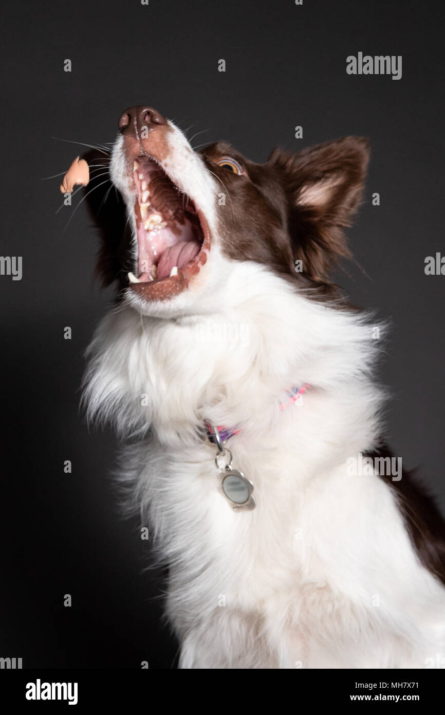 Australian Shepherd Dog Catch behandelt mit geöffnetem Mund auf grauem Hintergrund isoliert, Vorderansicht Stockfoto