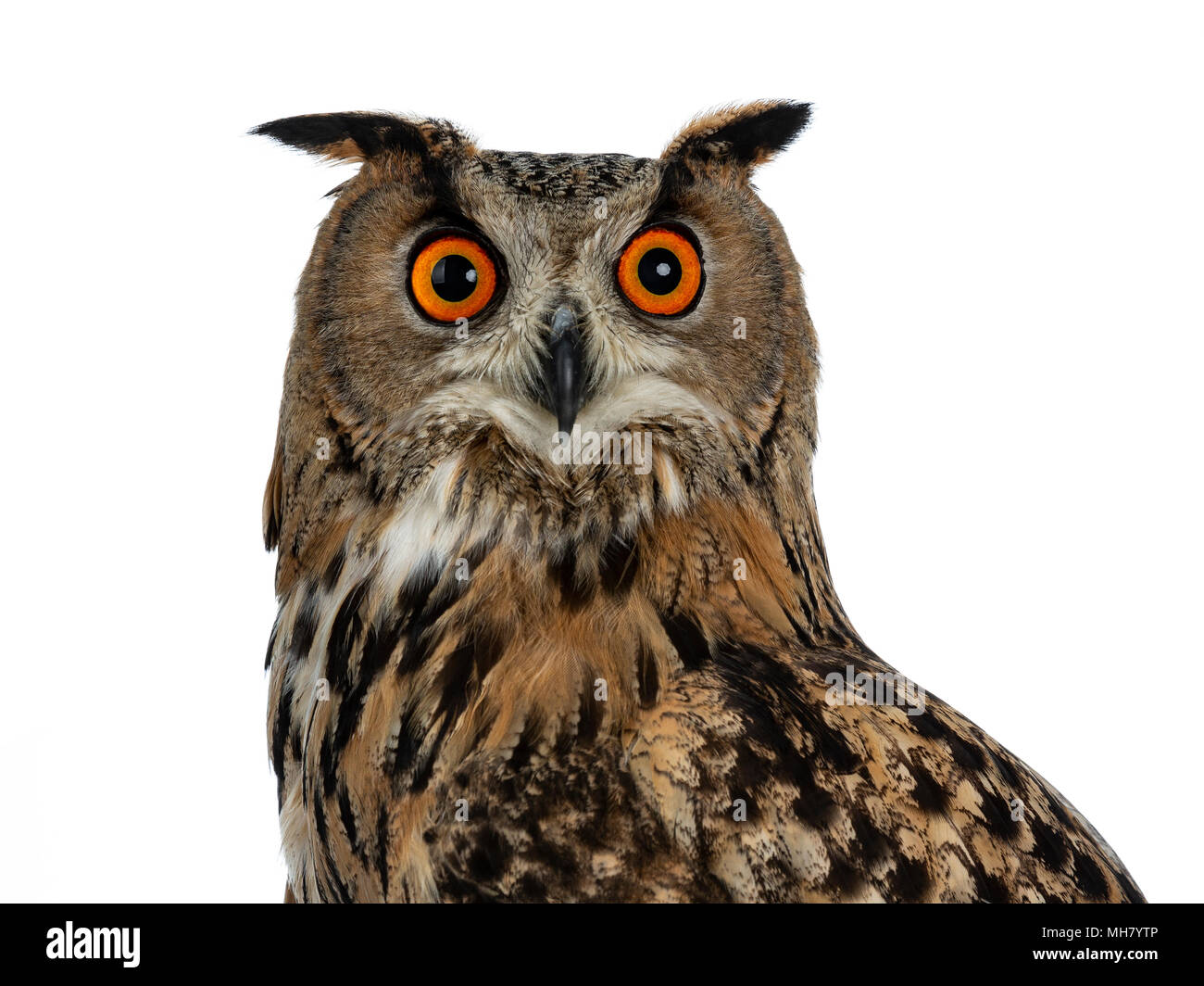 Bubo Fotos und Bildmaterial in hoher Auflösung Alamy