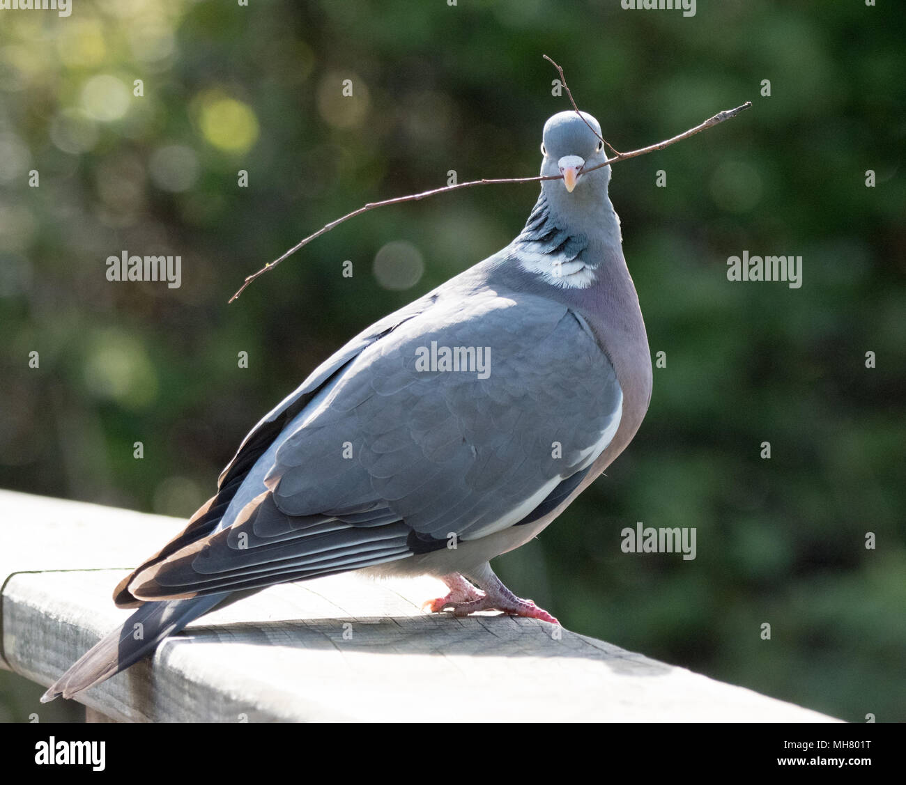 Ringeltaube Stockfoto