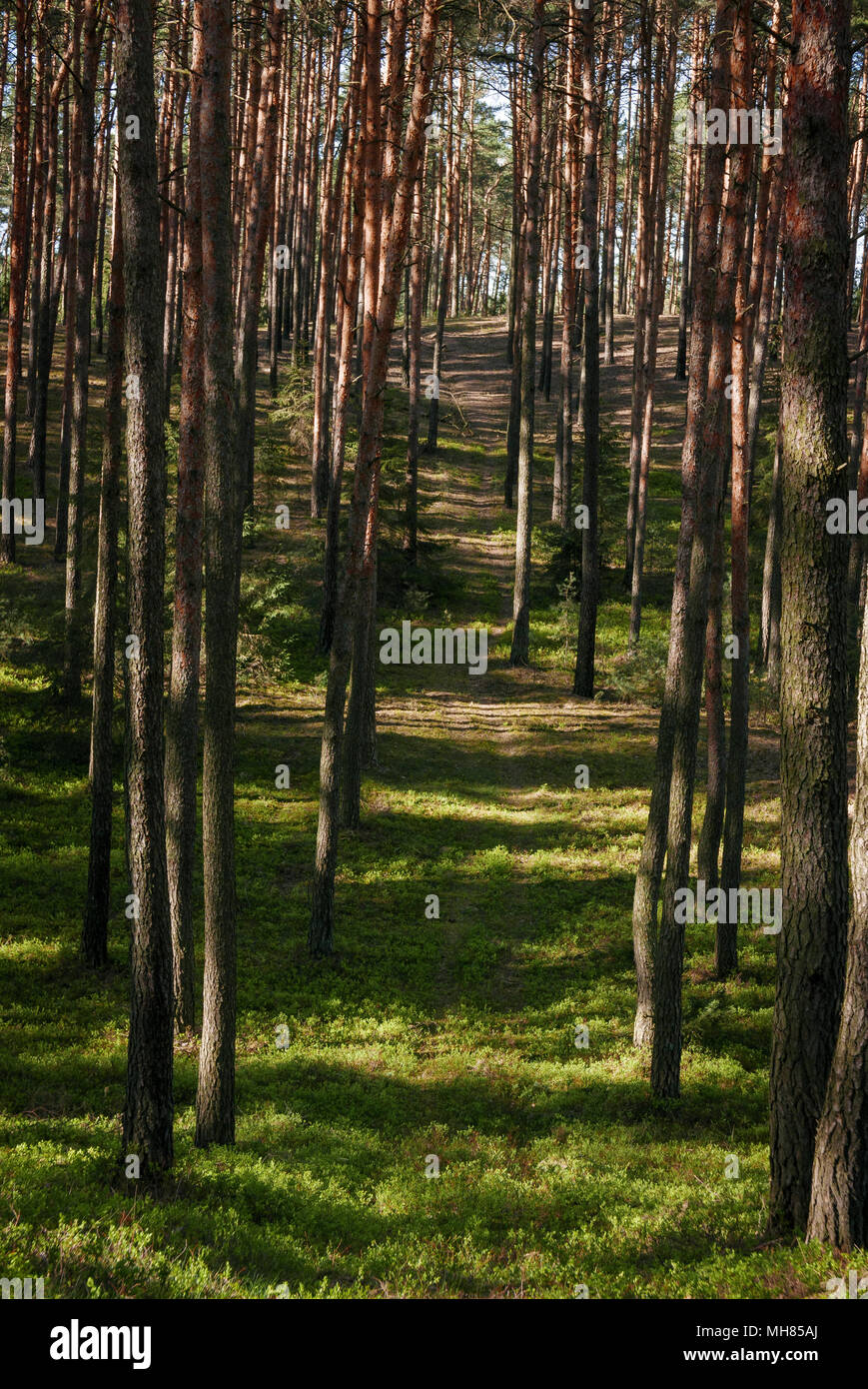Blick auf den Pinienwald mit schmalen Fußweg. Stockfoto
