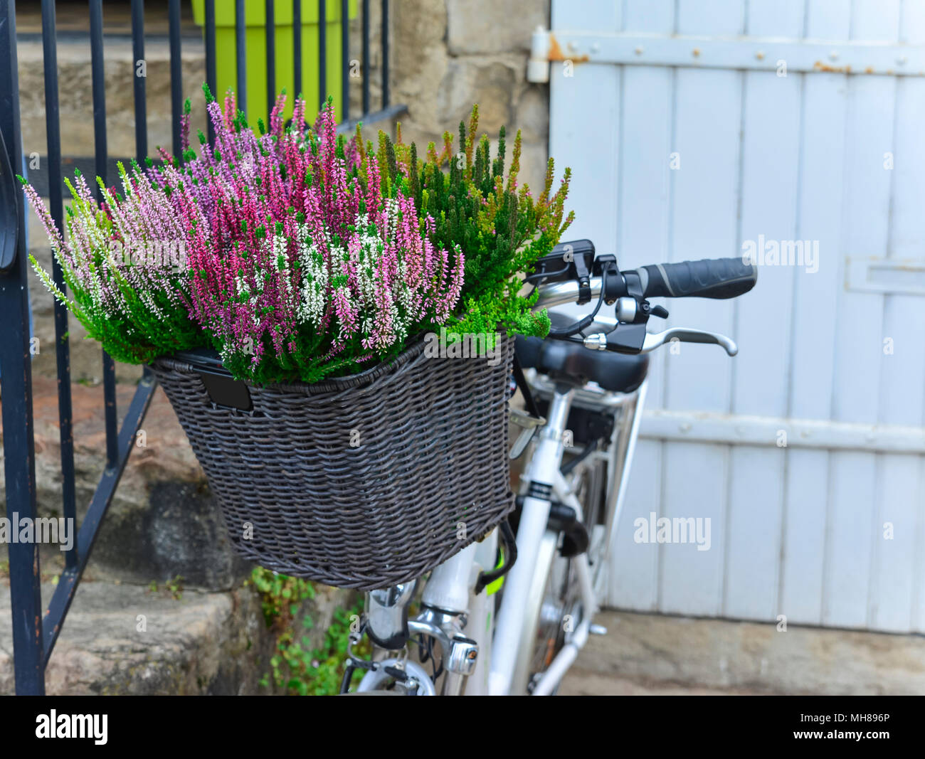 Calluna Blumen in einem Fahrrad Korb Stockfoto