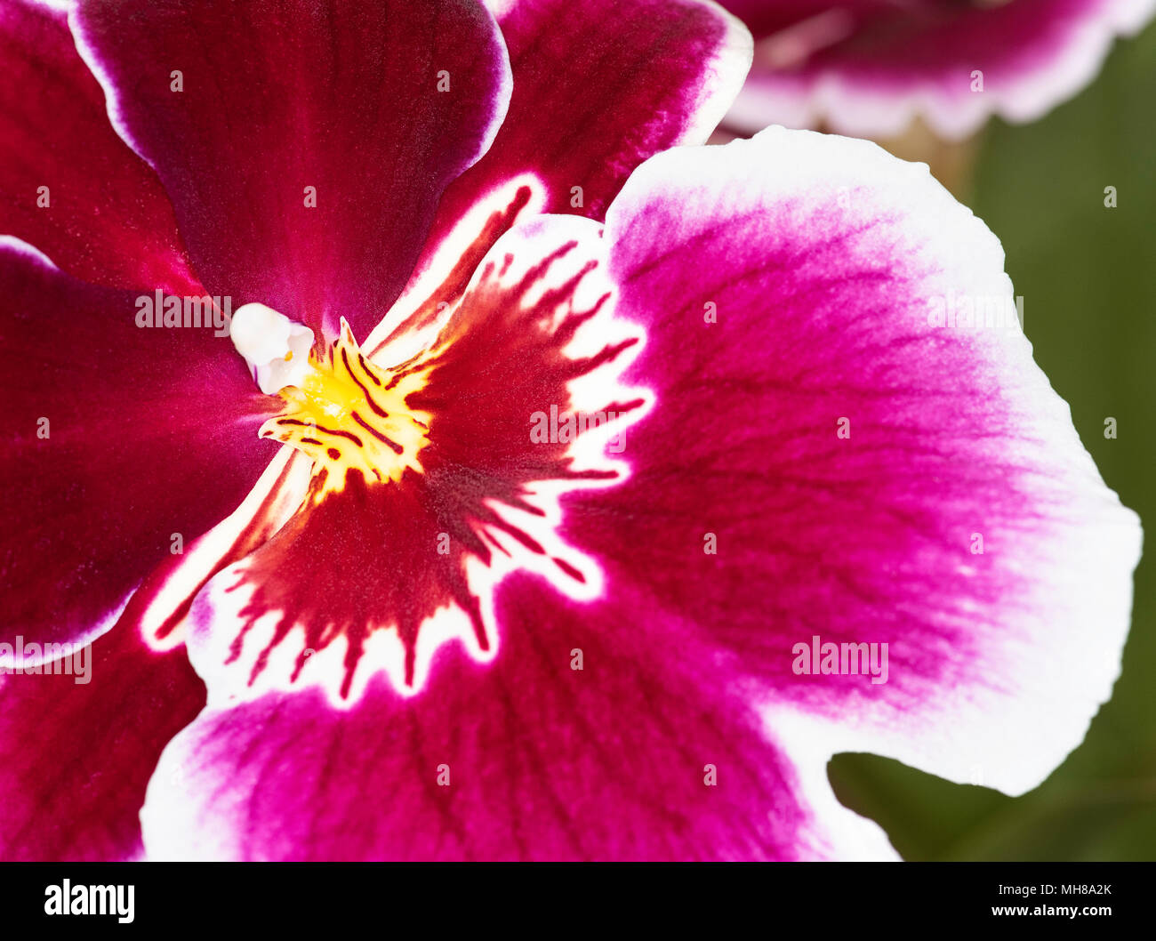 In der Nähe der Zentrum von miltonia Orchidee mit dynamischen Schattierungen von rosa bis dunkel Himbeere und Burgund. Stockfoto