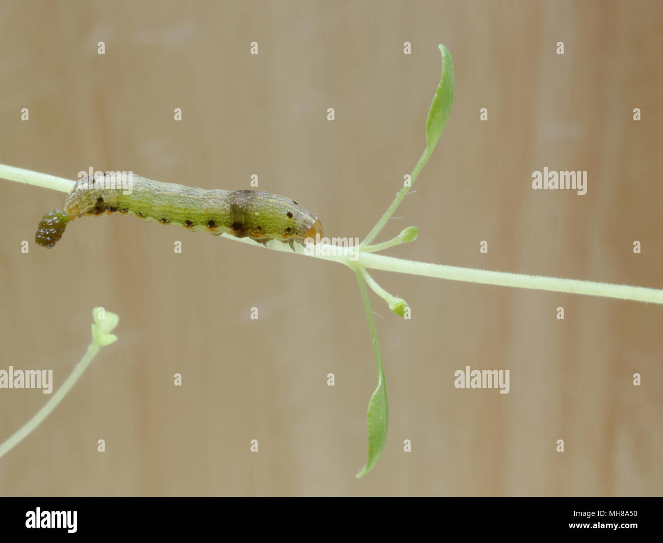 Nahaufnahme von grüne Raupe oder Wurm, der Schmetterling mit roten Mund klettern, Essen und Leben auf Grün Thymian und Baum mit Konzepten von Natur, Tieren und Insekten Stockfoto