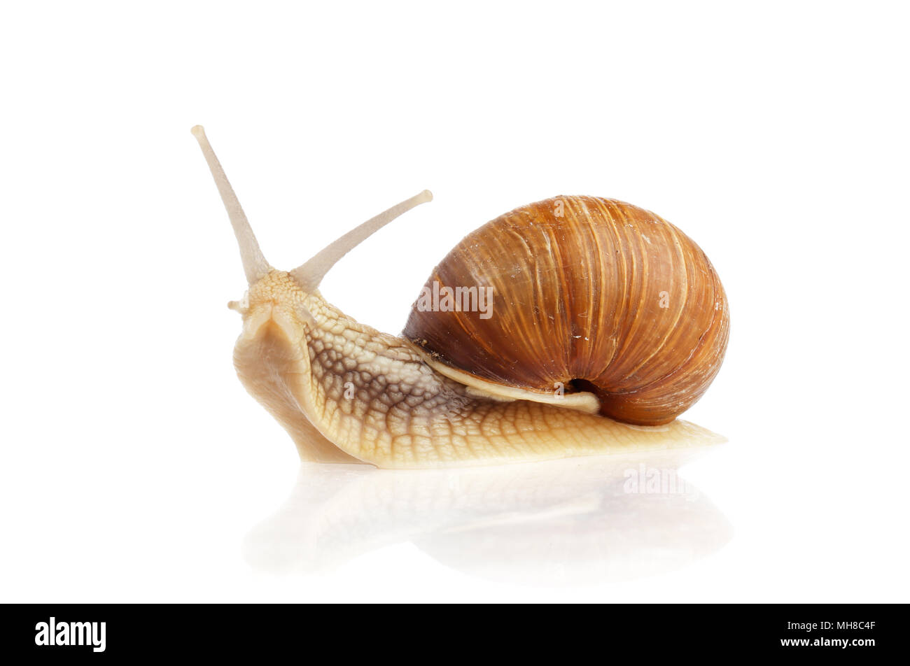 Weinbergschnecken (Helix pomatia) auf weißem Hintergrund. Stockfoto