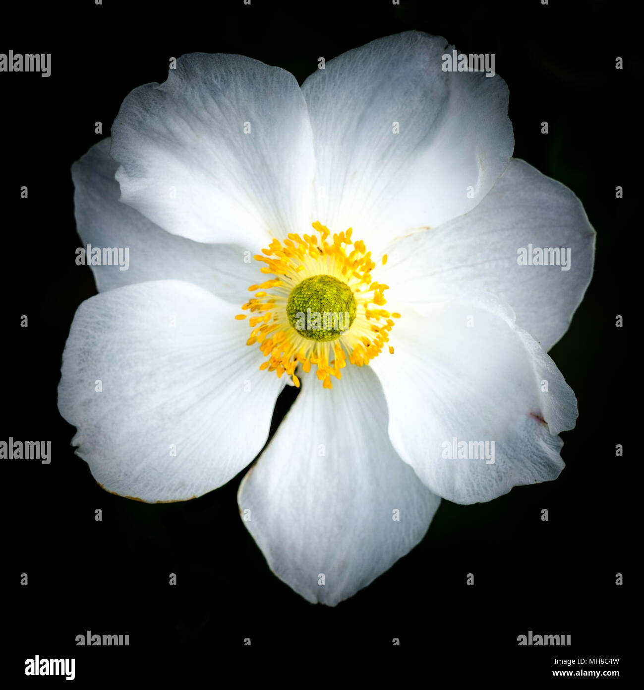 Nahaufnahme von einem japanischen Anemone. Stockfoto