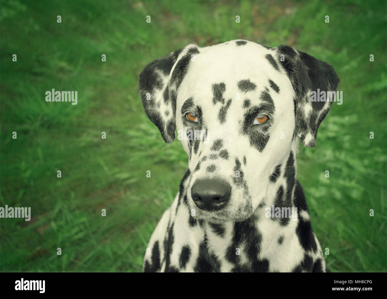 Portrait von niedlichen Dalmatiner Hund Stockfoto