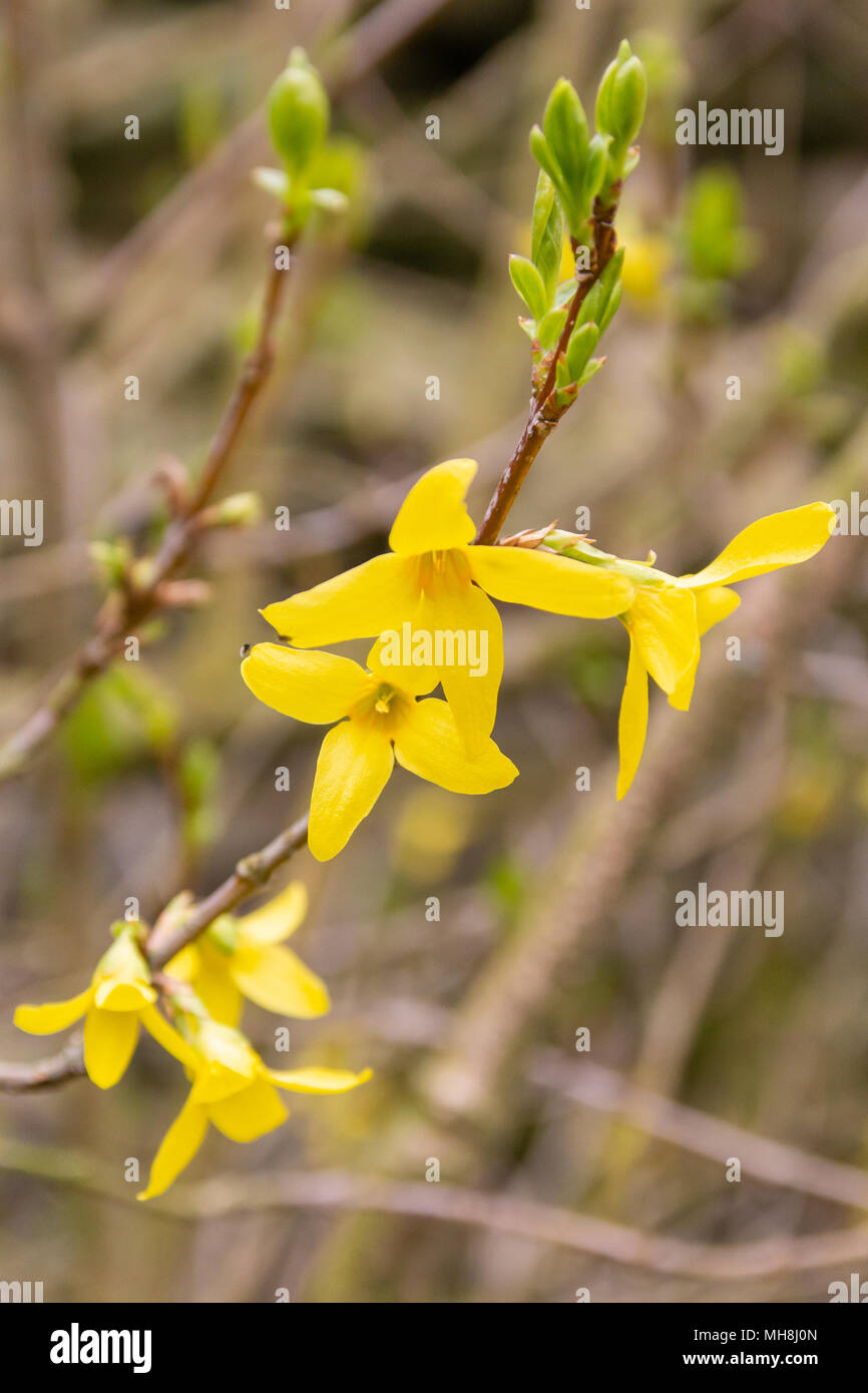 Forsythien Blumen Stockfoto