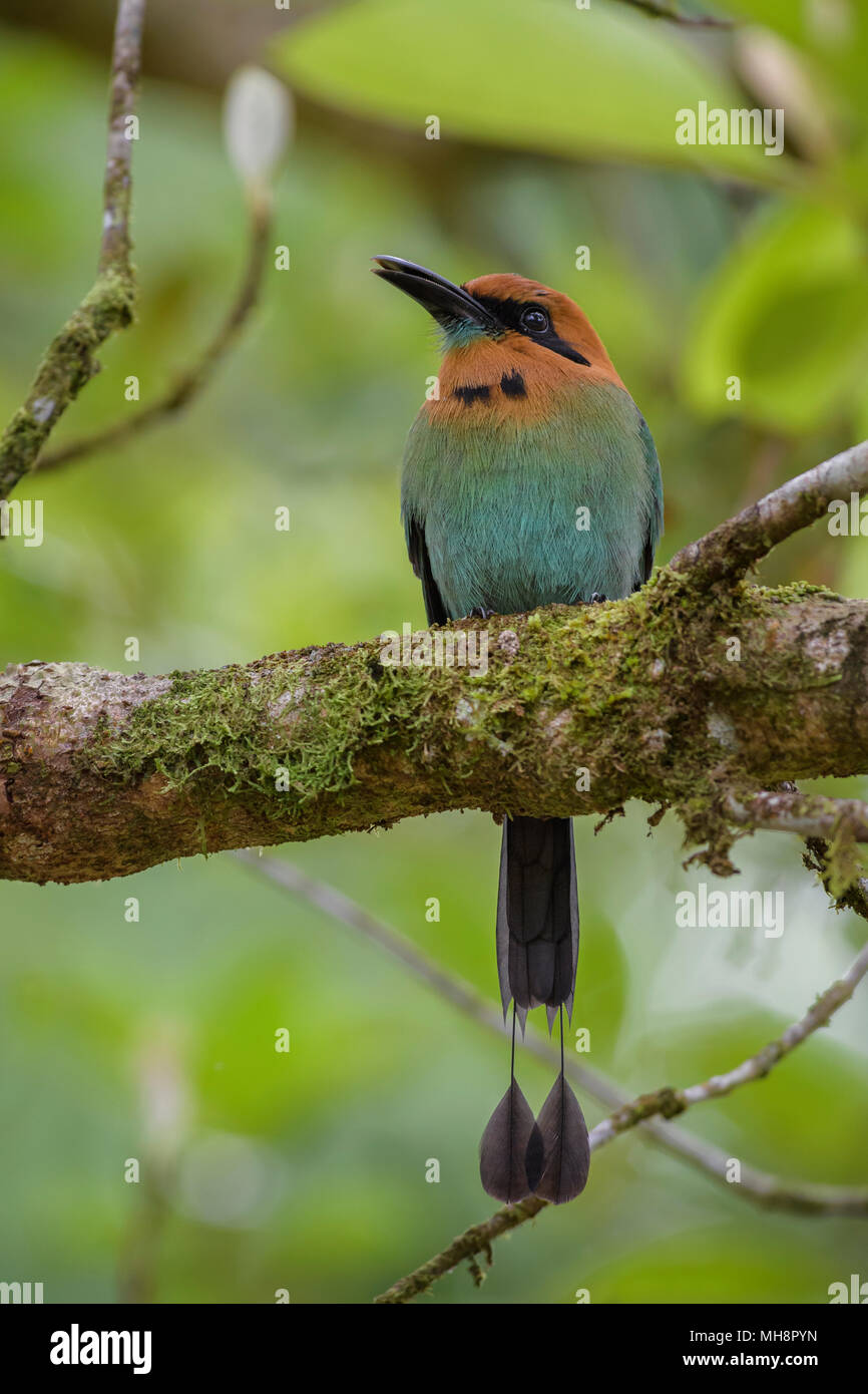 Breite-billed Motmot Freie-elektronen-platyrhynchum, schöne bunte motmot aus Mittelamerika, Wälder, Costa Rica. Stockfoto