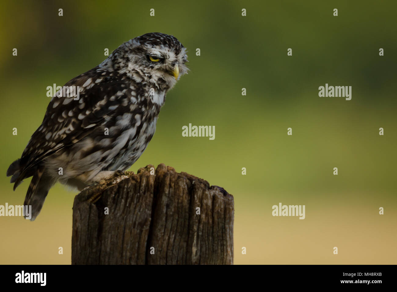 Thront die Stirn kleine Eule, wilde Stockfoto