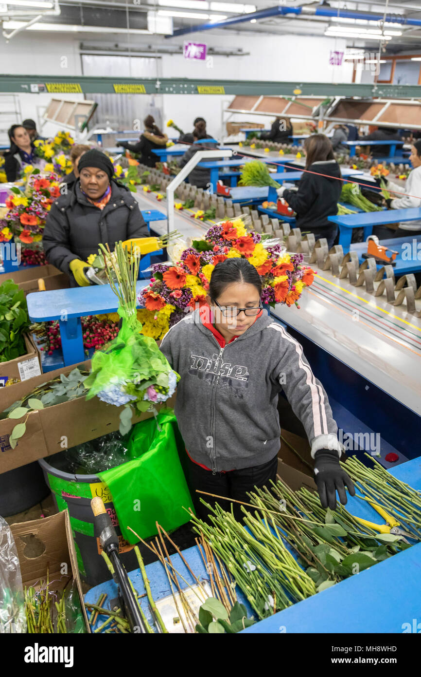 Doral, Florida - Arbeitnehmer Prozess Schnittblumen aus Südamerika in die USA Blumenstrauß Lagerhaus in der Nähe des Miami Flughafen. Arbeiten bei 40 Grad F, Frauen pa Stockfoto