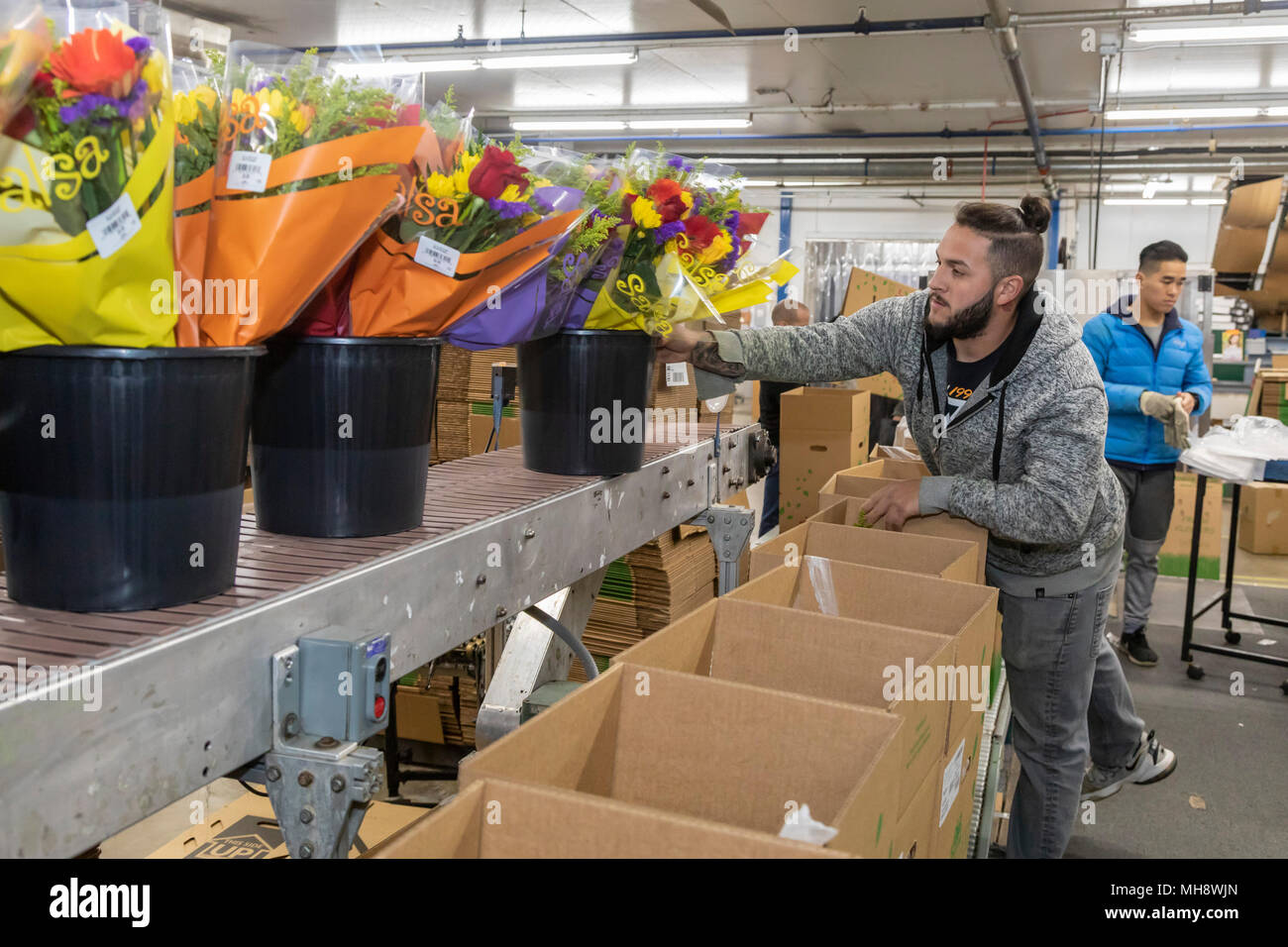 Doral, Florida - Arbeitnehmer Prozess Schnittblumen aus Südamerika in die USA Blumenstrauß Lagerhaus in der Nähe des Miami Flughafen. Arbeiten bei 40 Grad F, Arbeitnehmer Stockfoto