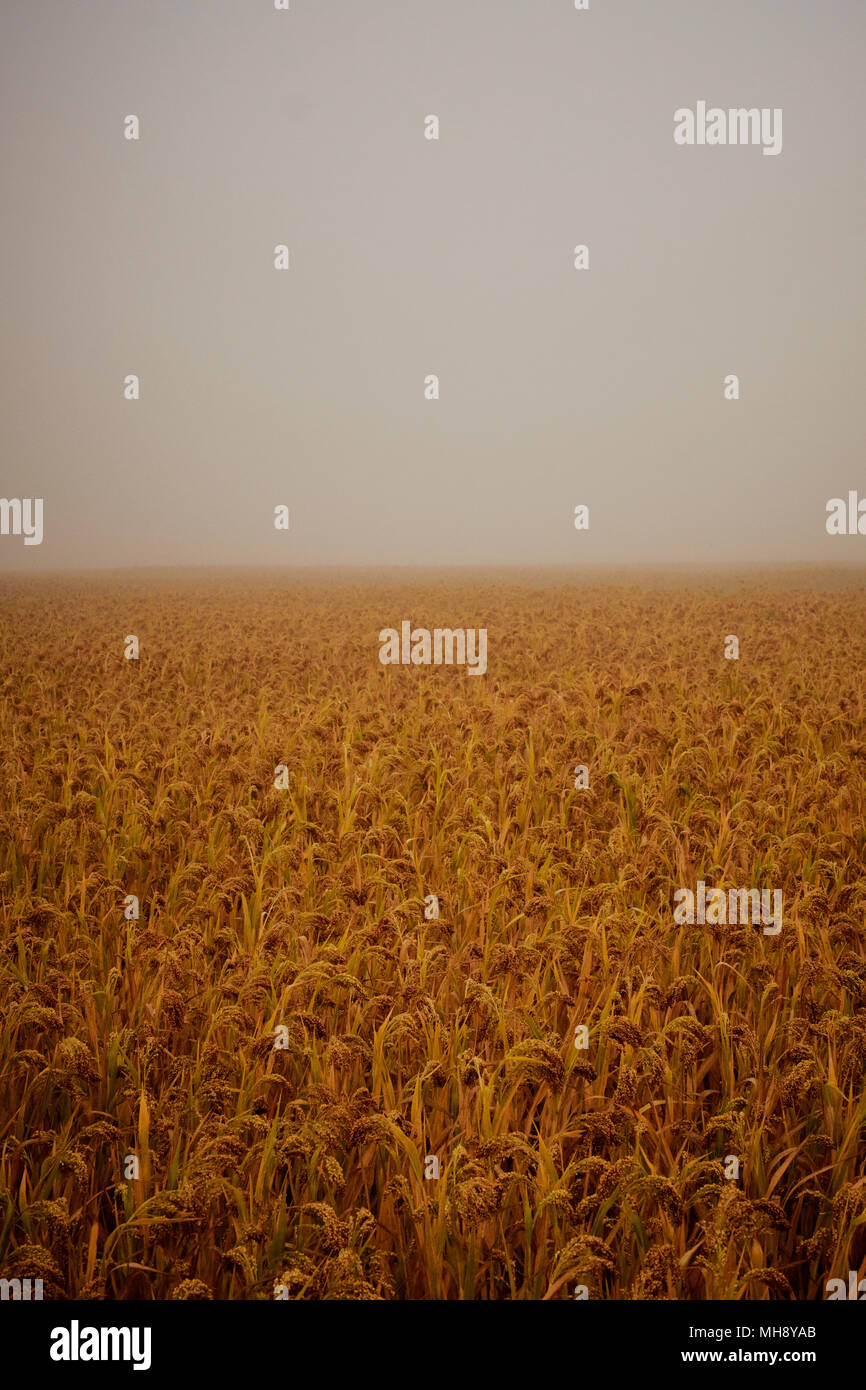 Ein leeres Feld der Ernte am Ende des Sommers in den Nebel. Stockfoto