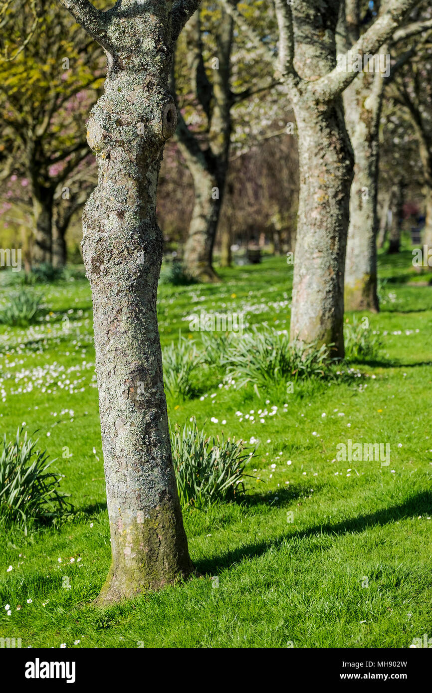 Bäume in Trenance Park in Newquay in Cornwall. Stockfoto