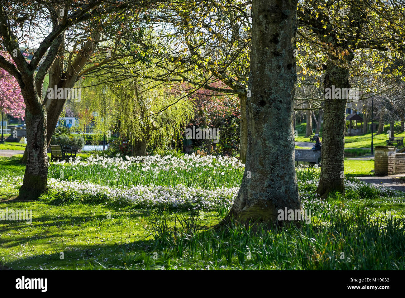 Narziss und Anenome Blumen blühen in einem Park. Stockfoto