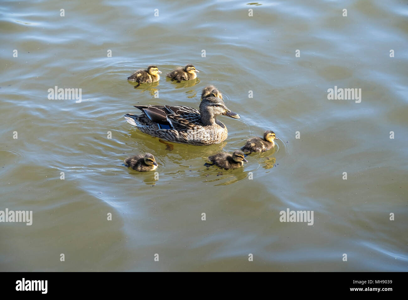 Eine weibliche Stockente (Anas platyrhynchos) und ihr Entenküken. Stockfoto