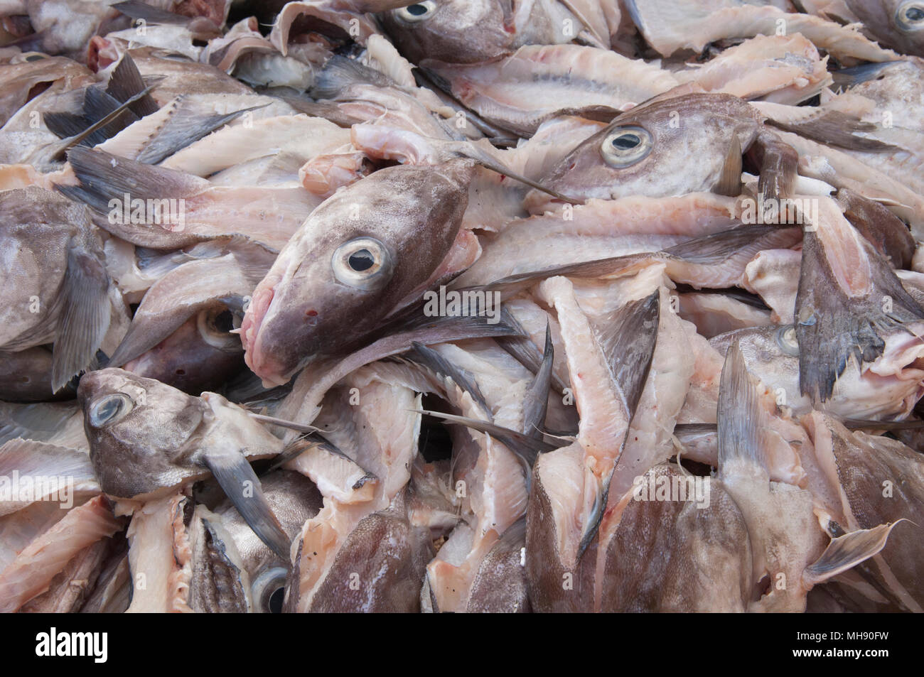 Cod Fish Köpfe - Grimsby, Großbritannien. Stockfoto